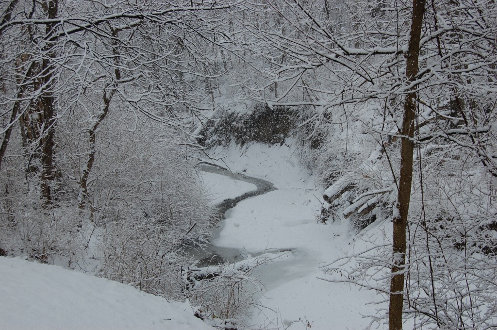 Snowstorm in the Forest