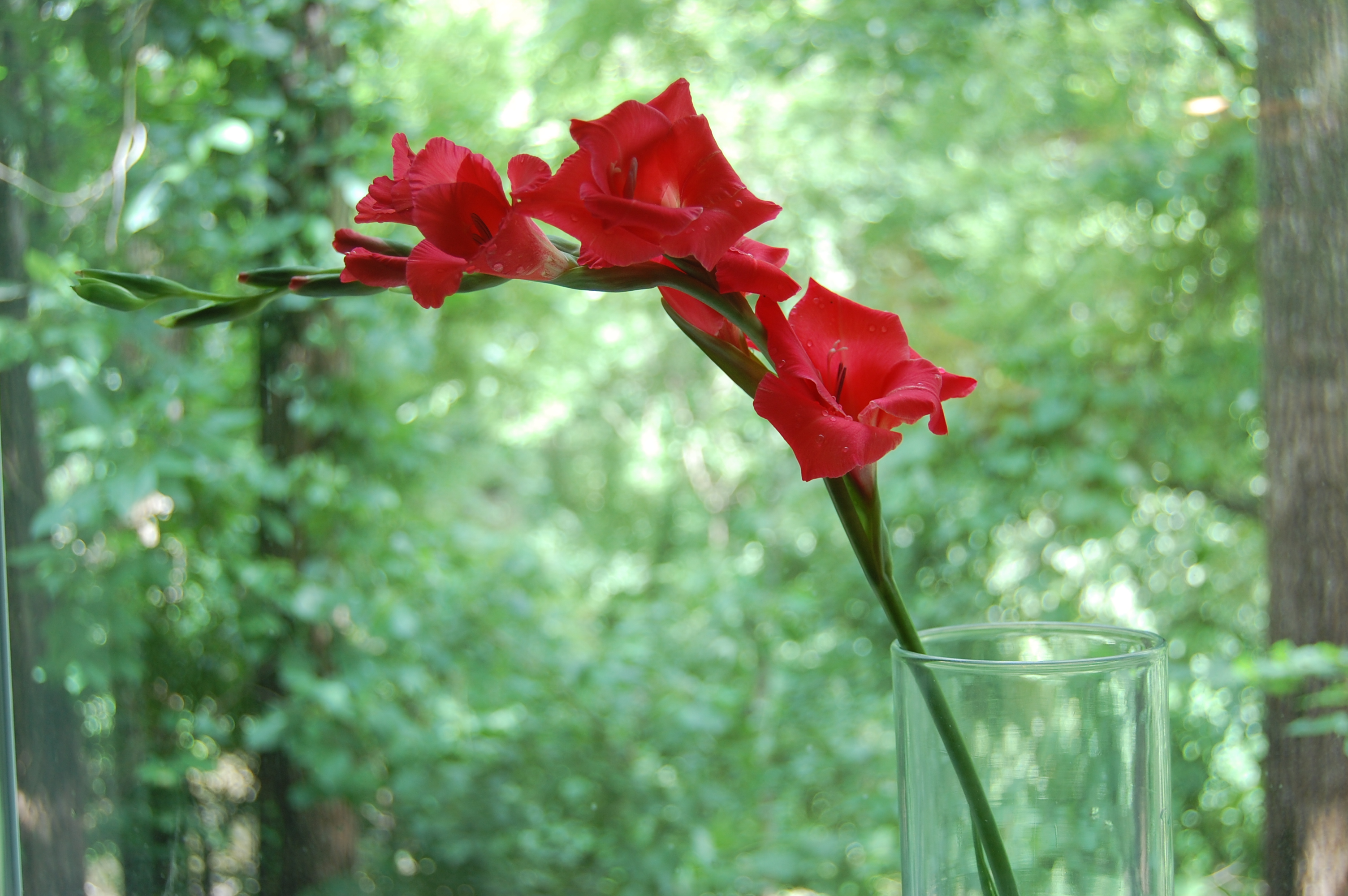 The Gladiolus Project - Red Gladiolus from the Garden