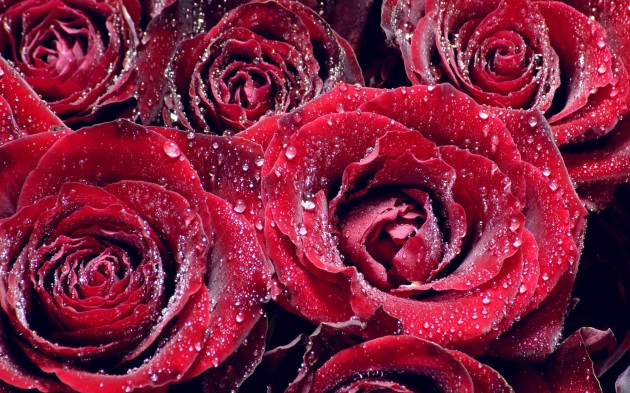 Bulk Wholesale Roses Bulk Wholesale Roses