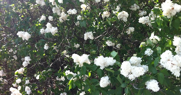 White Lilac Bushes White Lilac Bushes