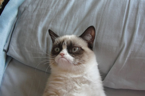 Grumpy Cat Narcissism Test