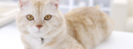 Otherkin Cat
