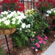 Flowers Growing