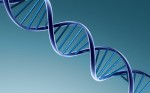 Human Biological Sex Gender