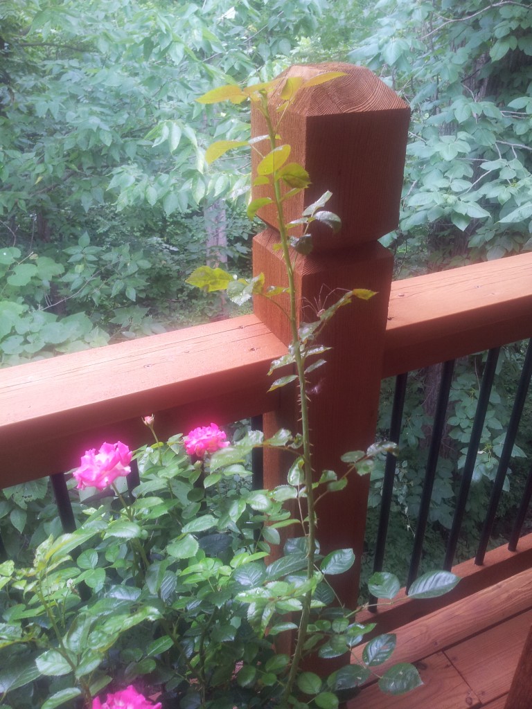 Spider Bro Hanging Out Some More in Rose Bushes
