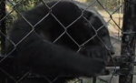 Honey Badger Intelligence