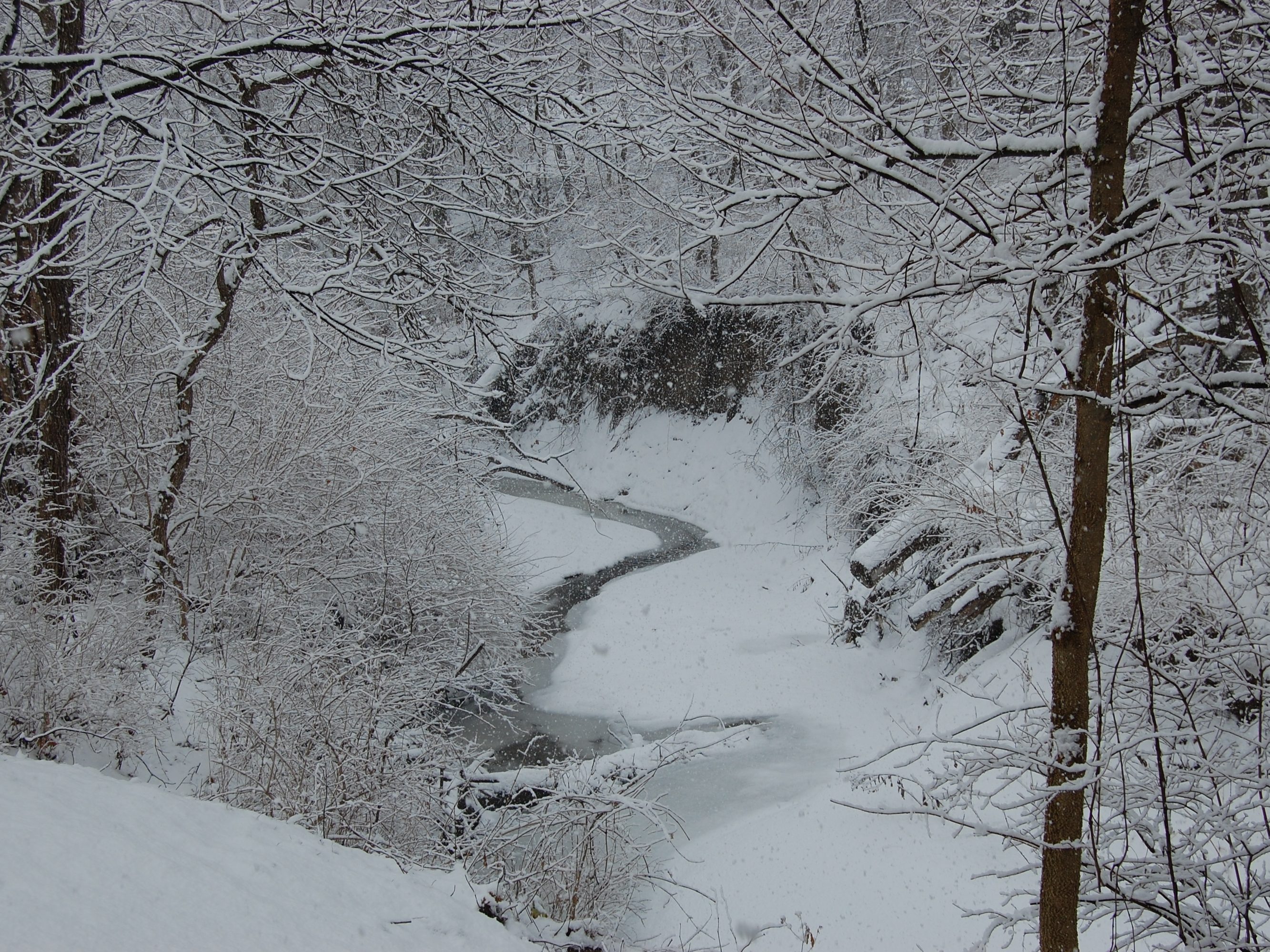 Snowstorm in the Forest
