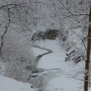 Snowstorm in the Forest Snowstorm in the Forest