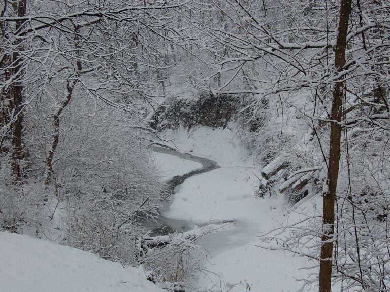 Snowstorm in the Forest