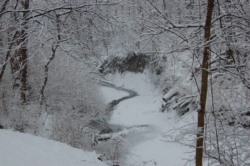 Snowstorm in the Forest Snowstorm in the Forest