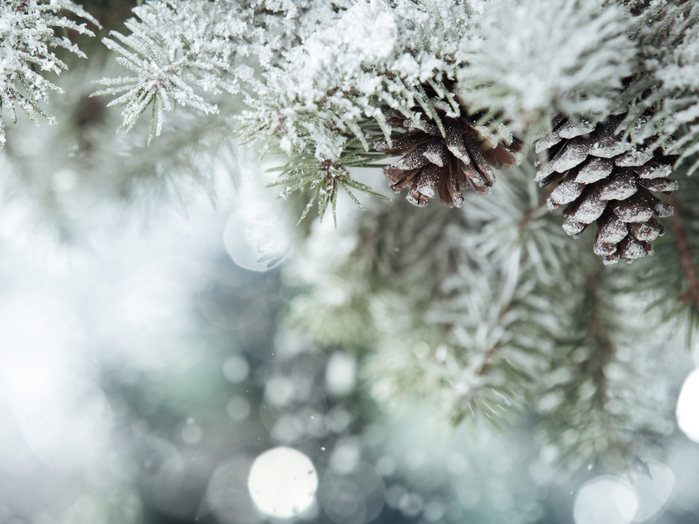 Winter Pine Tree Confucius Chinese Proverb