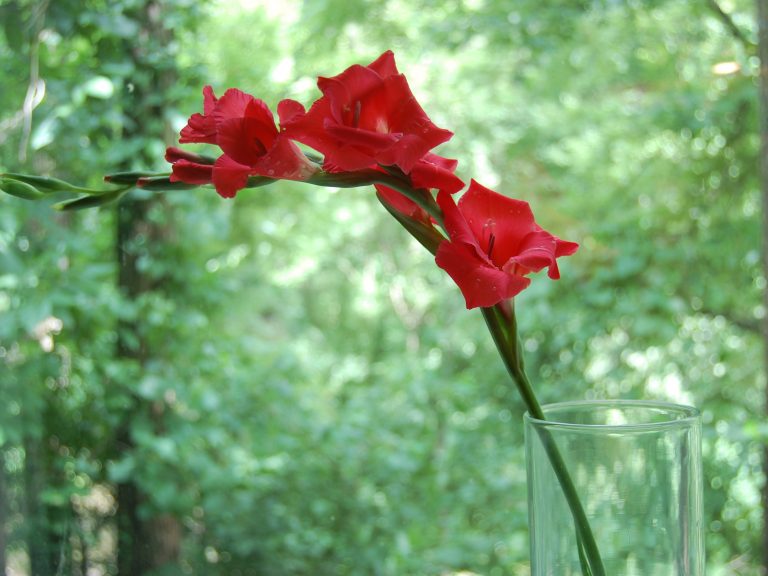 Red Gladiolus from the Garden in the Office