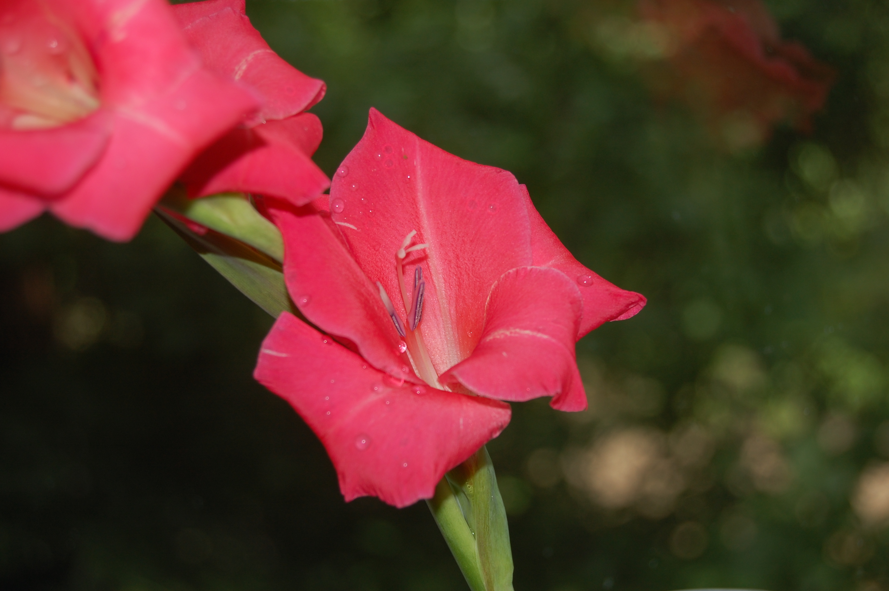 Close up of red gladiolus