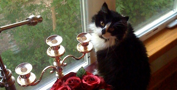 The Cat Looking Outside The Cat Looking Outside