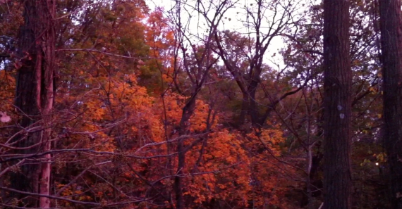The Leaves Turn Bright Orange Before the Final Week of October