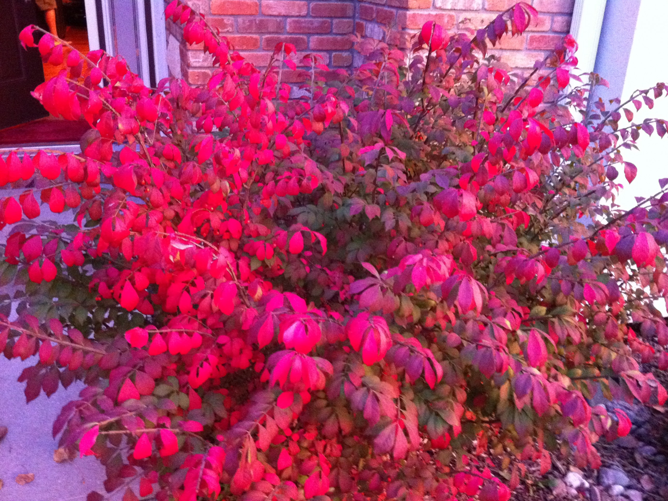 The Burning Bush