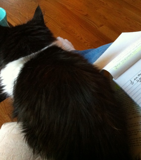 Cat Sits on my Book and Notepad Cat Sits on my Book and Notepad