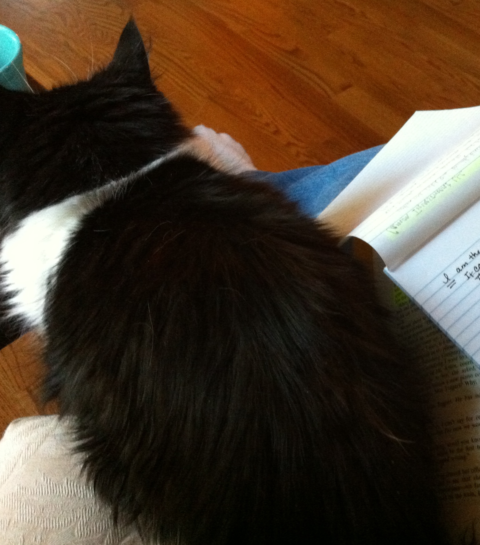 Cat Sits on my Book and Notepad