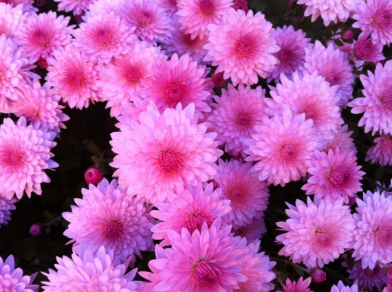 Pink Mums