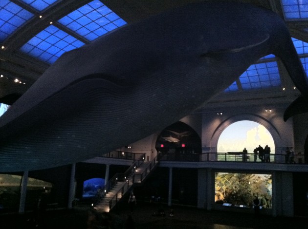 Giant Blue Whale