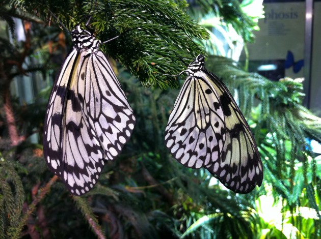 Paper Butterflies Butterfly Museum