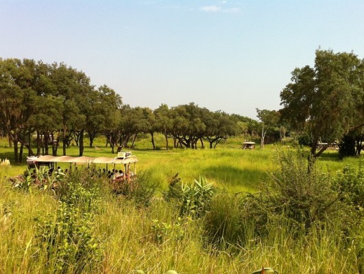 Animal Kingdom Savannah Grasses