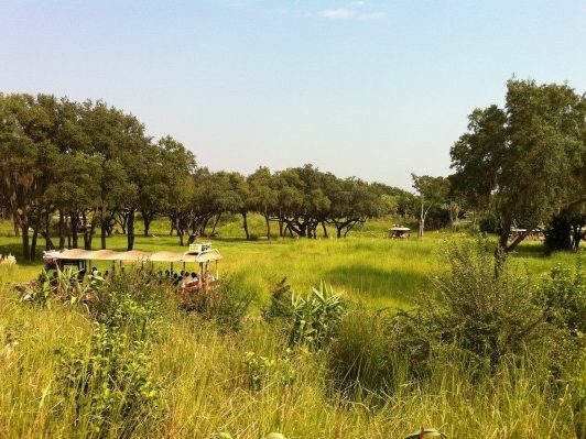 Animal Kingdom Savannah Grasses
