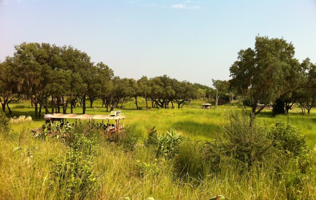 Animal Kingdom Savannah Grasses