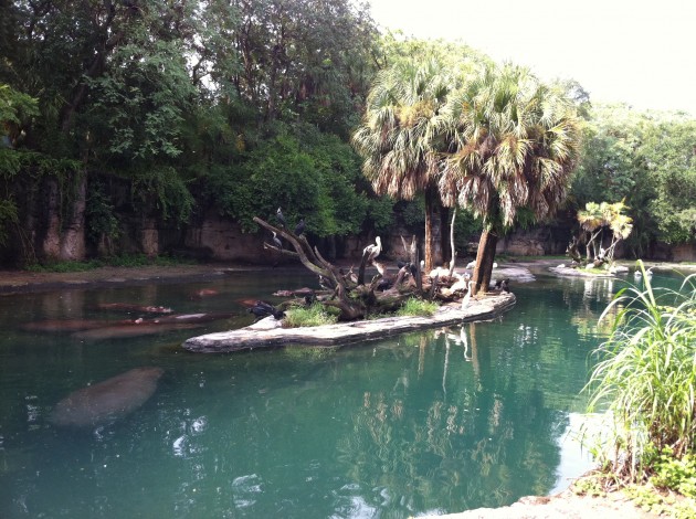 Bird Island at Disney Animal Kingdom Wildlife Preserve