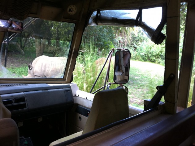 Cut Off By a Rhino Cut Off By a Rhino