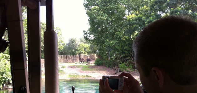 Elephants at Disney Animal Kingdom