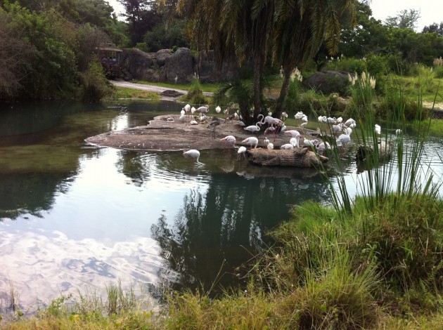 Flamingo Island at Disney Animal Kingdom Flamingo Island at Disney Animal Kingdom
