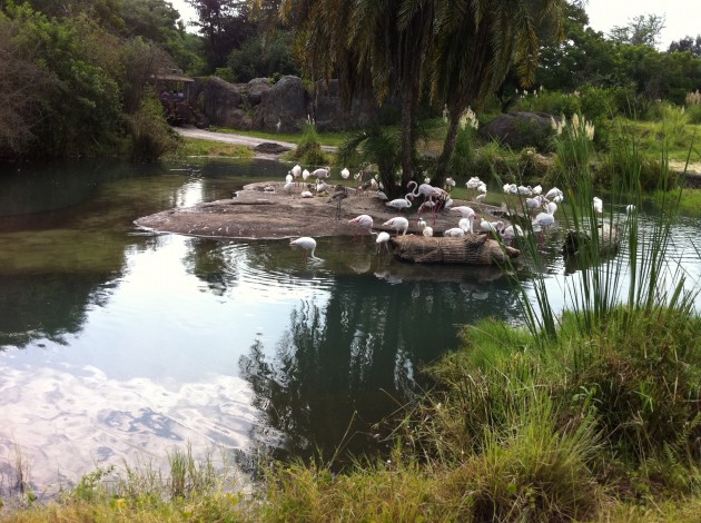 Flamingo Island at Disney Animal Kingdom