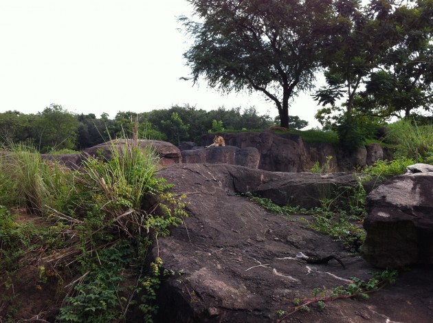 Lioness on Rock