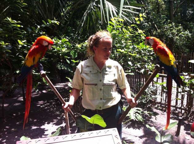 Macaw at Disney Animal Kingdom Macaw at Disney Animal Kingdom