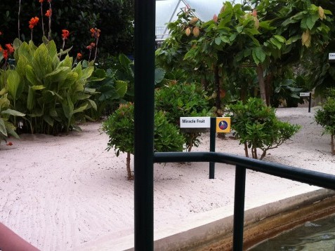 Living with the Land Greenhouse Attraction at the Walt Disney World Resort Epcot Theme Park