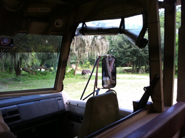 Ostrich at Disney Animal Kingdom Safari