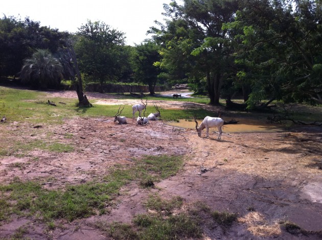 Rare Animal at Disney Animal Kingdom