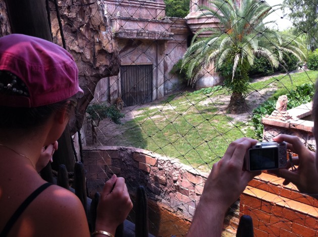 Tigers at Animal Kingdom Tigers at Animal Kingdom