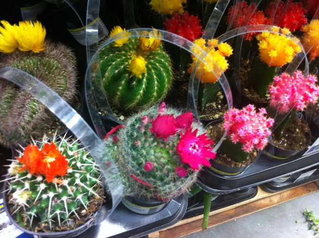 Flowering Cactus Plants