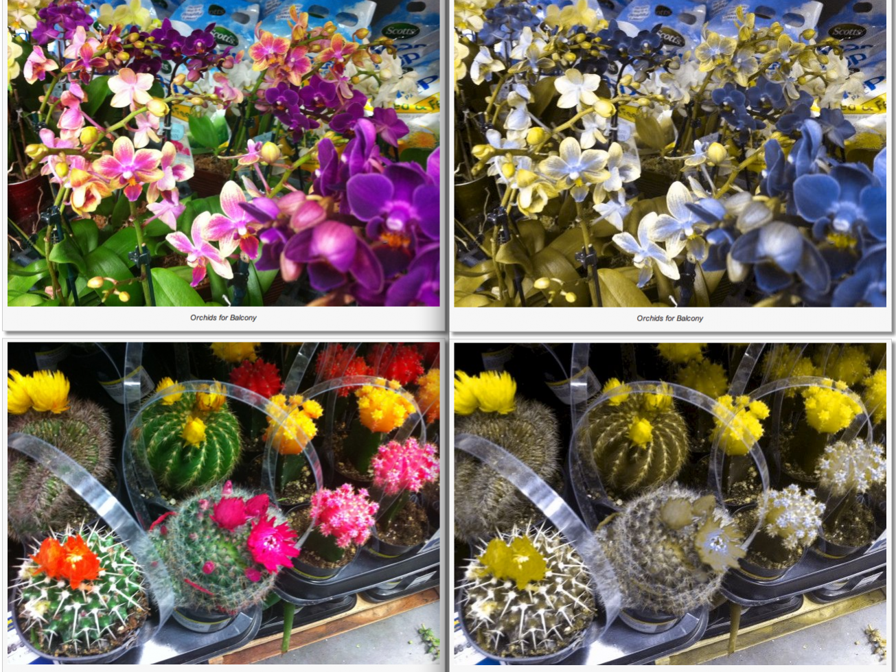 Joshua Kennon Colorblind Simulation Images 1 Colorblind Simulation Images 1