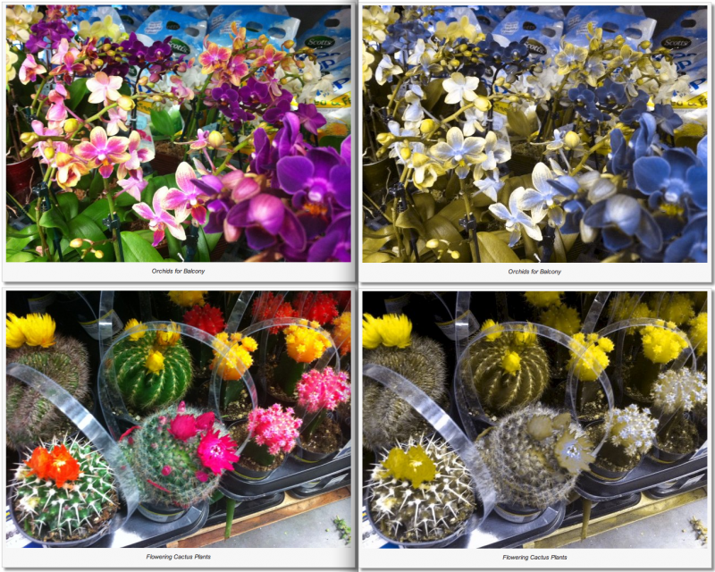 Joshua Kennon Colorblind Simulation Images 1 Colorblind Simulation Images 1