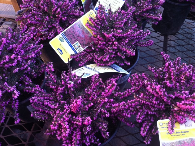 Kramer's Rote Heather Flowers