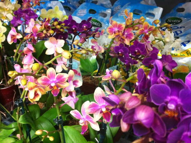 Orchids for Balcony