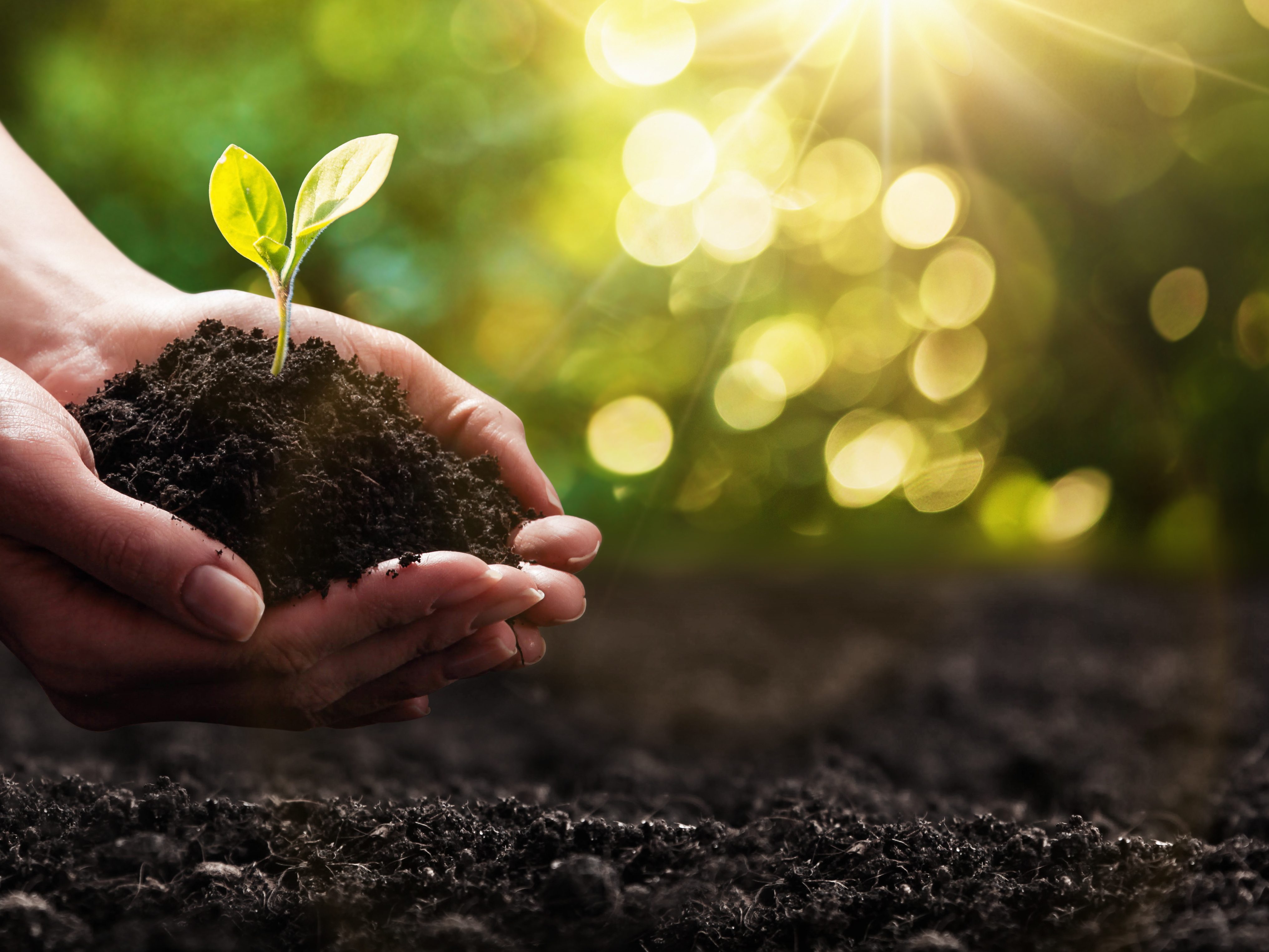 Measure the Success Of Your Day by the Seeds You Plant Measure the Success Of Your Day by the Seeds You Plant