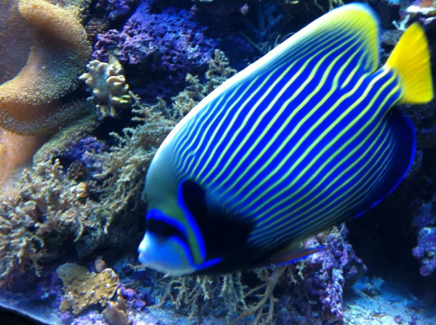 Beautiful Fish at the Denver Aquarium