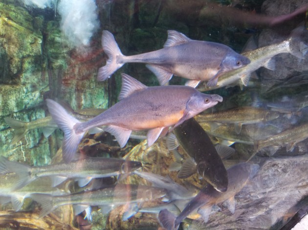 Funny Fish at Denver Aquarium