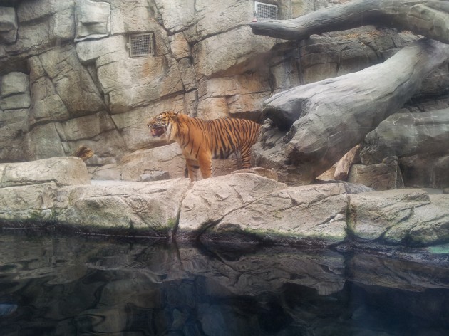 Tiger at the Denver Aquarium