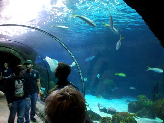 Walkthrough Fish Tanks at Denver Aquarium