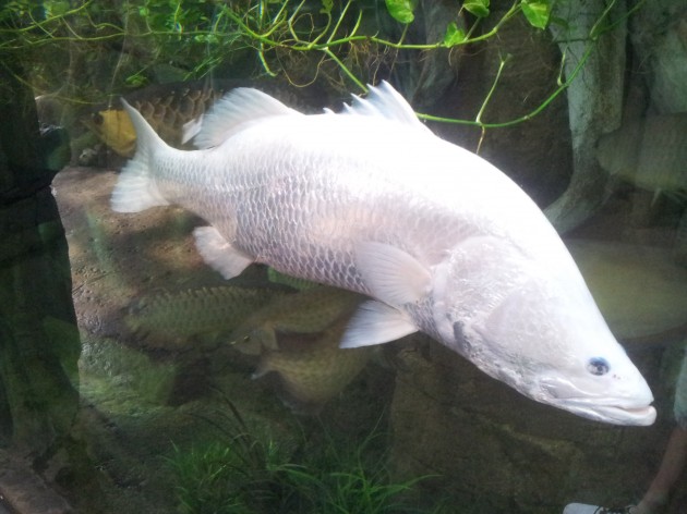 White Fish at Denver Aquarium